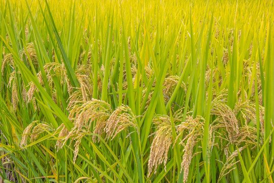 水稻背景