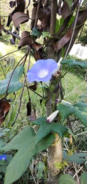 喇叭花 牵牛花