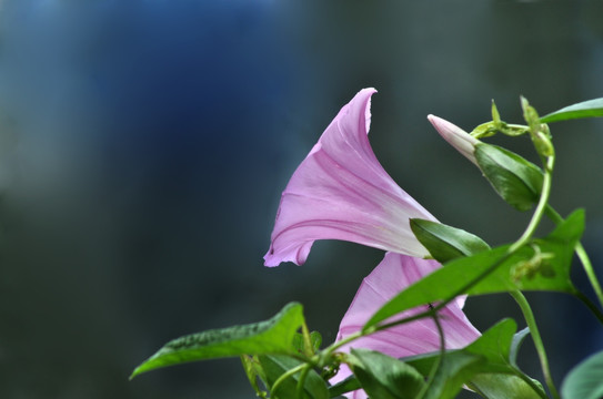 牵牛花