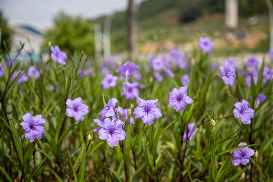 蓝花草