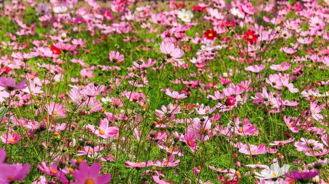 西藏格桑花