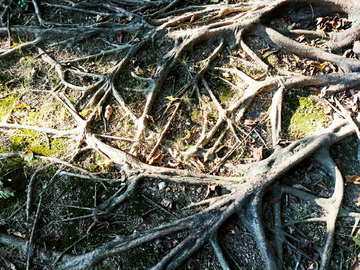 树根造型