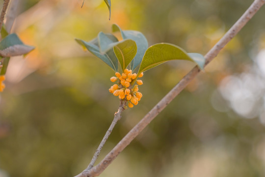 桂花树