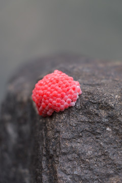 福寿螺粉红卵团