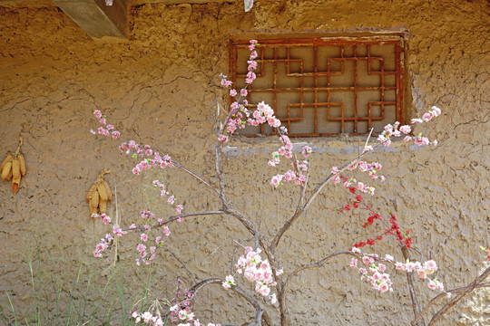 村寨土楼土墙木窗和桃花