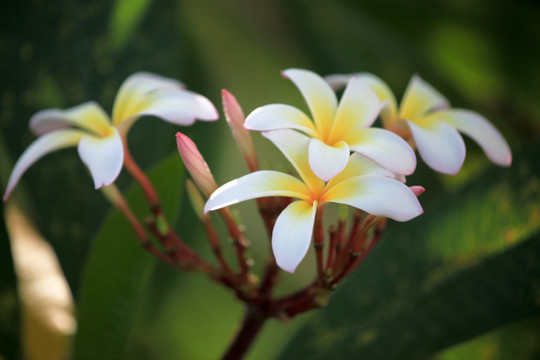 鸡蛋花