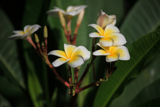 鸡蛋花