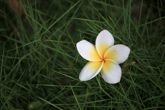 鸡蛋花