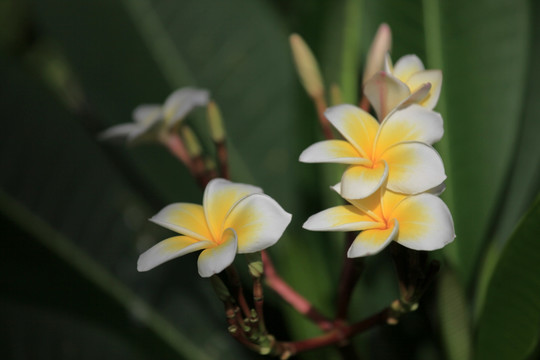 鸡蛋花