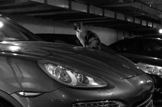 猫在车上