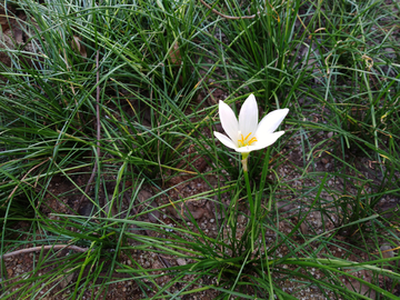 葱兰 小花葱 小葱 花朵