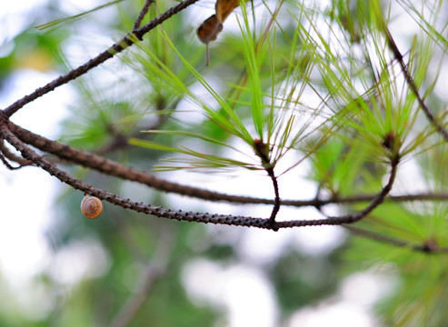 松枝蜗牛