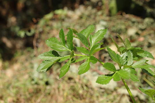 白芷植株