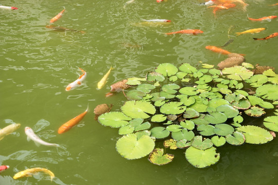 荷花鲤鱼池