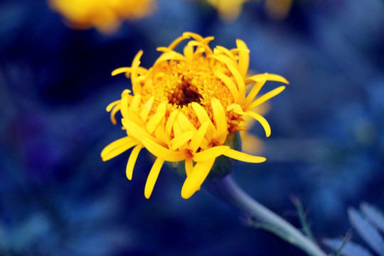 黄色欲绽放的菊花