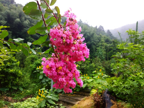 雨后山花