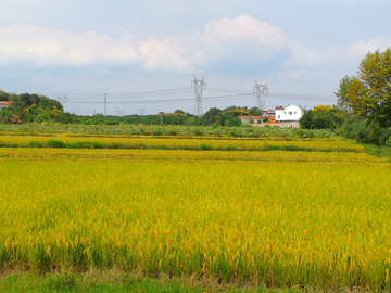 稻田