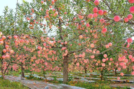 洛川苹果