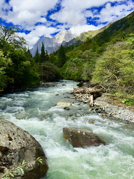 森林河流