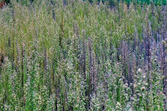 野草