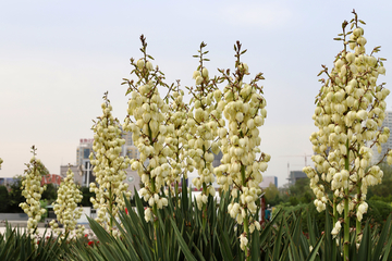 剑麻花