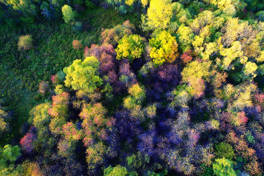 航拍灿烂彩林秋景