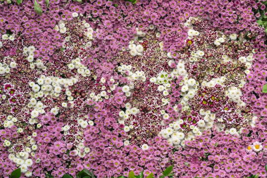 鲜花背景墙