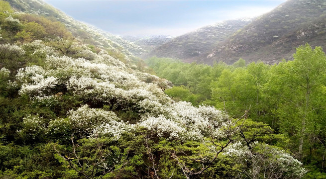 山花