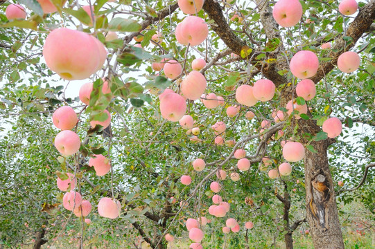 苹果采摘季