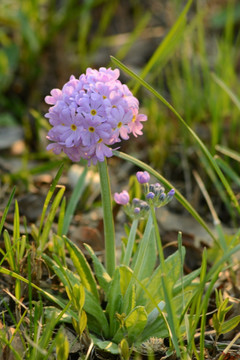 迎春花