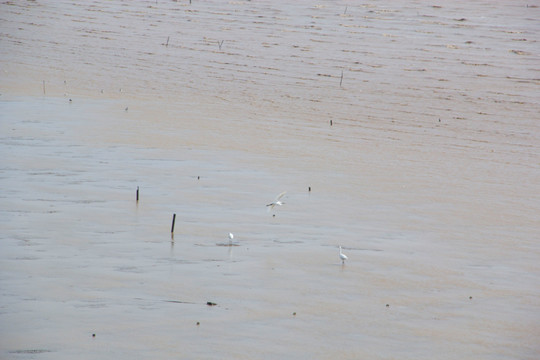 海边滩涂