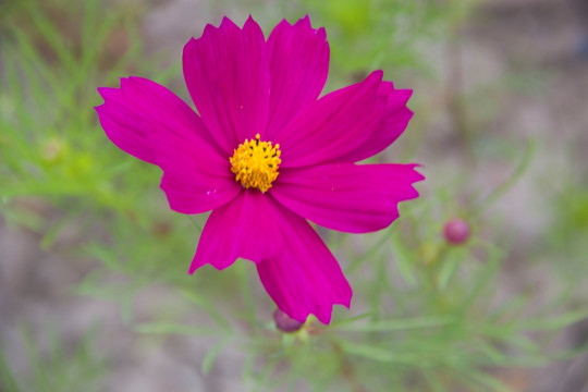 紫红色格桑花