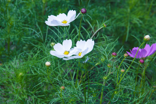 白色格桑花