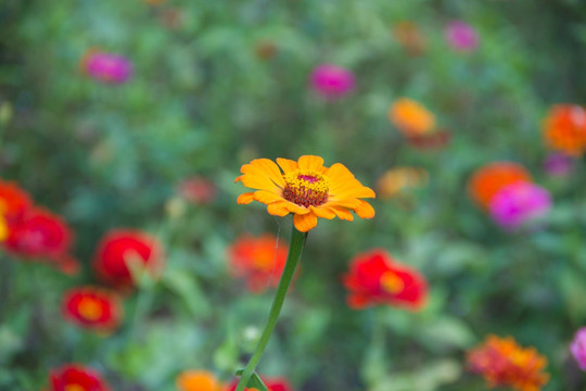 黄色百日菊