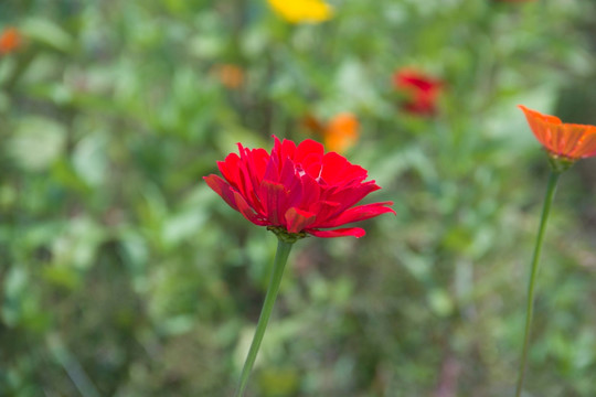 红色百日菊