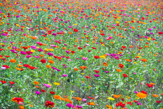 百日菊