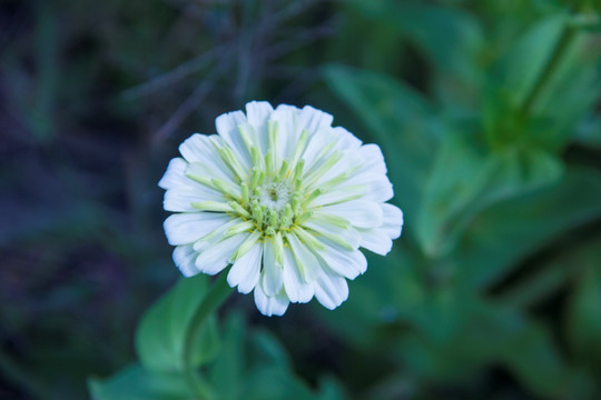 白色百日菊