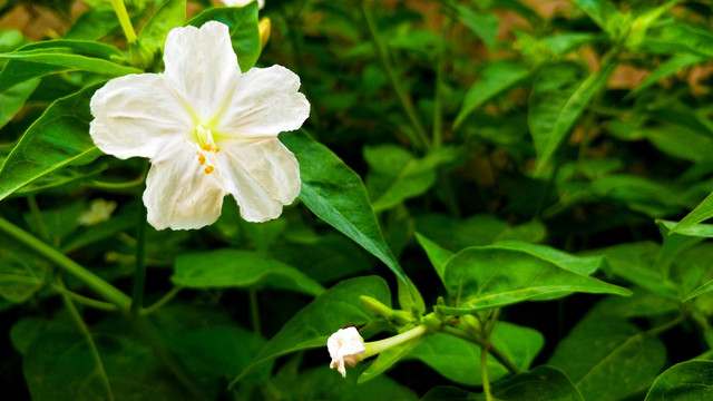 紫茉莉