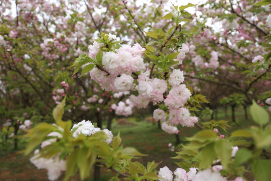 樱花