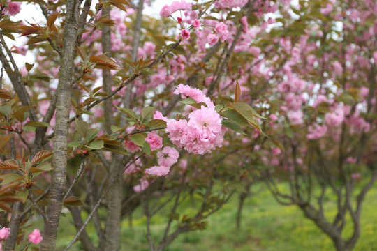 樱花