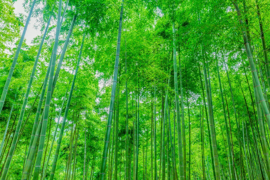 竹