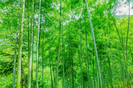 竹
