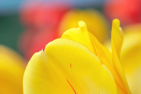 郁金香花瓣