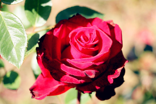 美丽和爱情的化身玫瑰