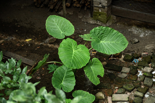 白芋茎植株