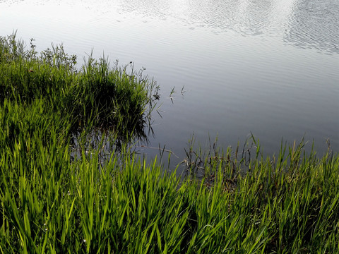 湖边的水草