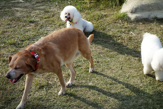 拉布拉多犬