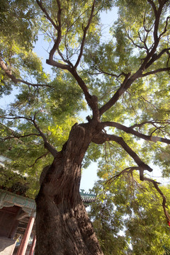 隆兴寺古树