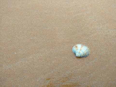 沙滩贝壳