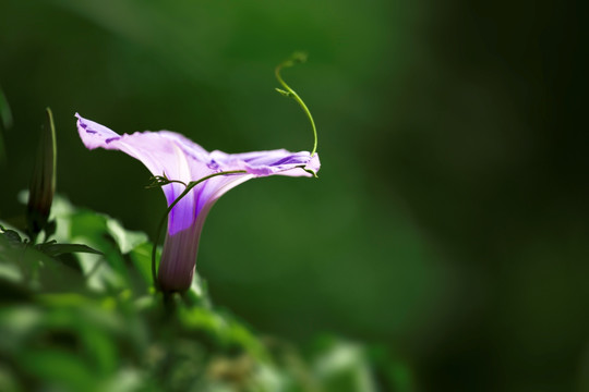 牵牛花